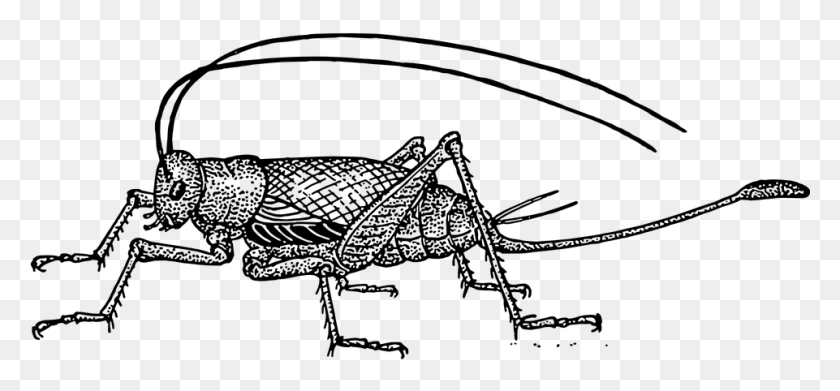 961x408 Cricket Hop Insect Jump Legs Antennae Jumping Cricket Clipart, Gray, World Of Warcraft HD PNG Download