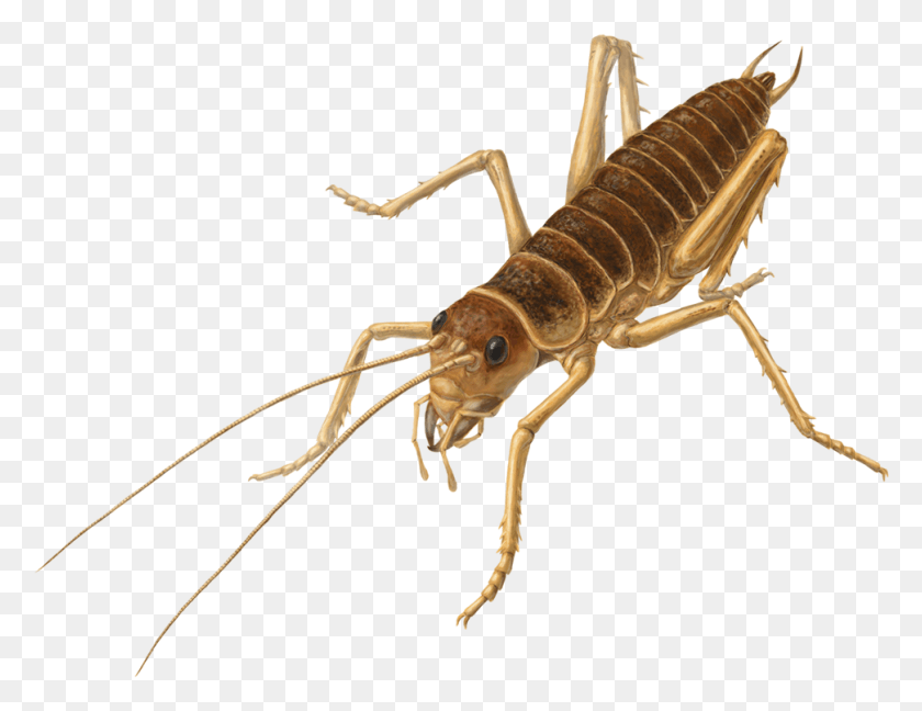971x733 Cricket Insect Images Weta, Cricket Insect, Invertebrate, Animal HD PNG Download
