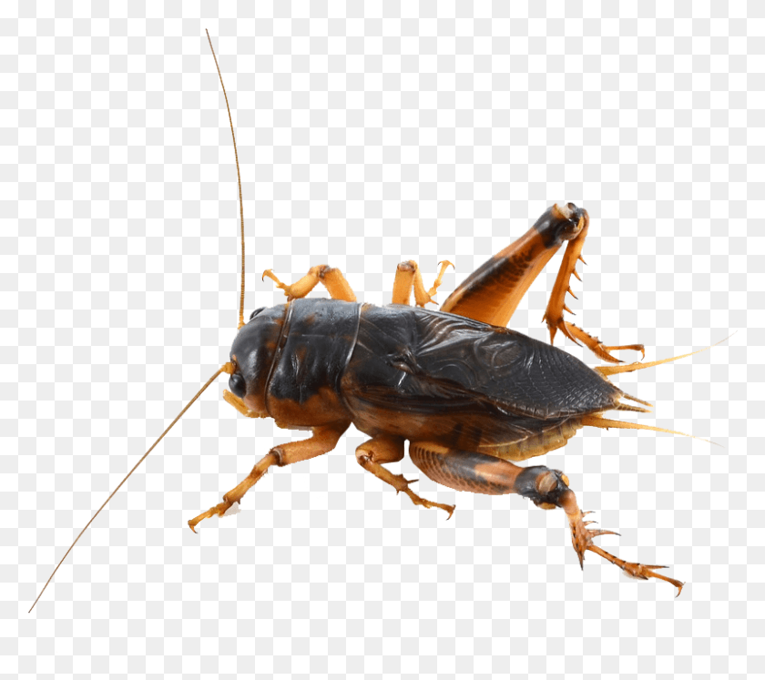 801x706 Cricket Insect Photos, Cricket Insect, Invertebrate, Animal HD PNG Download