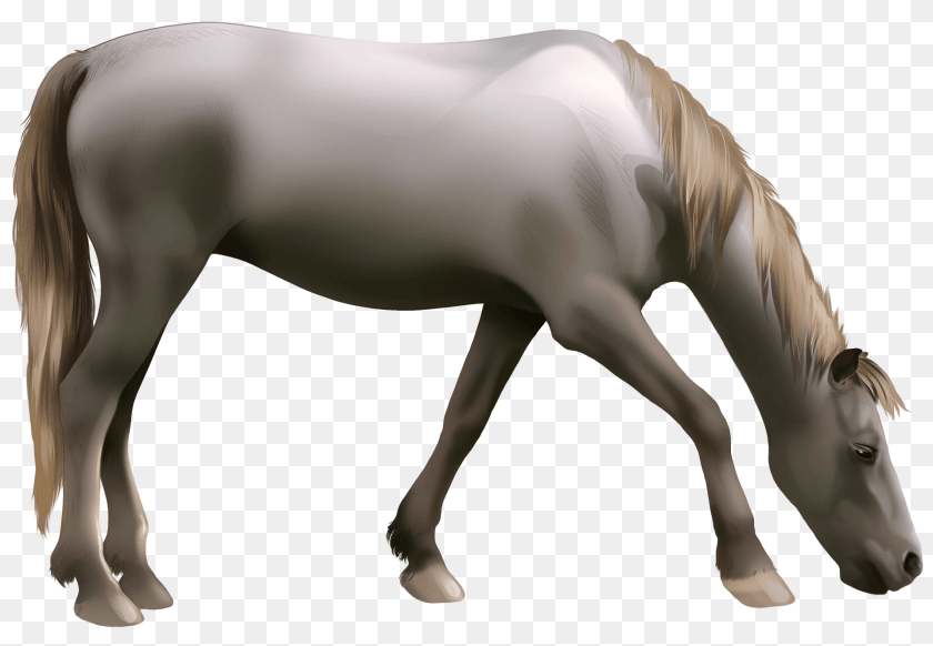 1920x1331 Criollo Horse Clipart, Animal, Colt Horse, Mammal, Stallion Transparent PNG