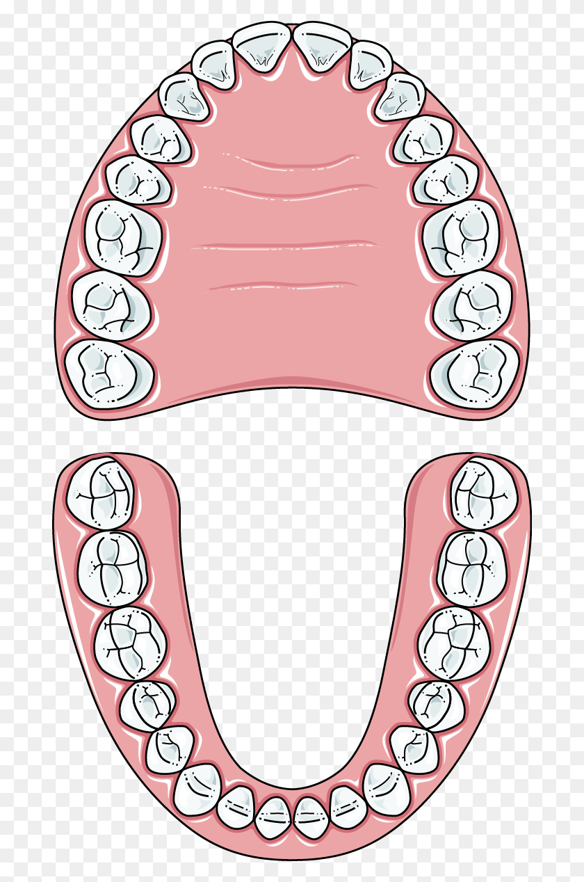 Зубная челюсть человека в картинках
