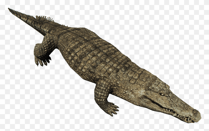 1050x630 Crocodile, Lizard, Reptile, Animal HD PNG Download