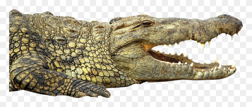 1698x647 Крокодил Африканский Нильский Крокодил, Ящерица, Рептилия, Животное Png Скачать