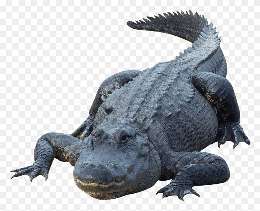 1630x1301 Крокодил Аллигатор, Рептилия, Животное, Ящерица Png Скачать