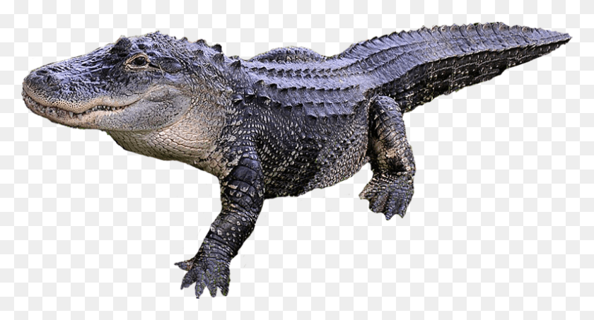 792x400 Крокодил Аллигатор Прозрачный, Динозавр, Рептилия, Животное Png Скачать