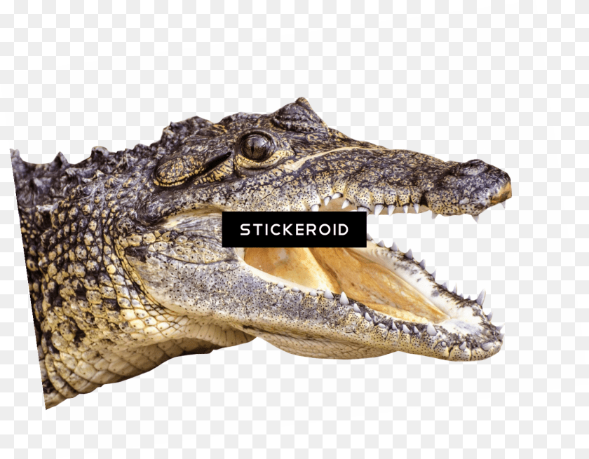 1467x1144 Crocodile American Crocodile, Animal, Lizard, Reptile Clipart PNG