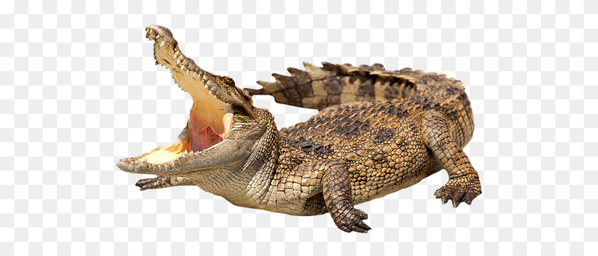 521x300 Крокодил Массовая Коллекция Прозрачный Пресноводный Крокодил, Ящерица, Рептилия, Животное Png Скачать