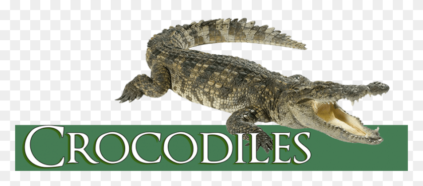 880x350 Crocodile Carnivore Or Omnivore, Dinosaur, Reptile, Animal HD PNG Download