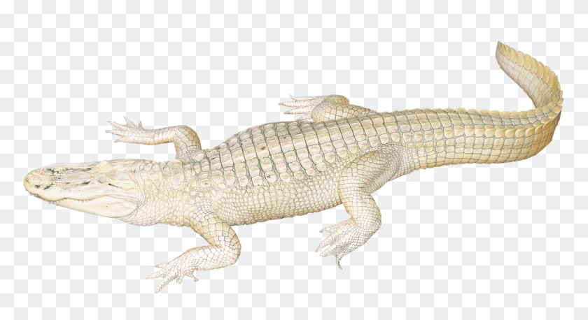 1203x615 Крокодил Природа Опасная Вода Изображение Нильский Крокодил, Ящерица, Рептилия, Животное Hd Png Скачать