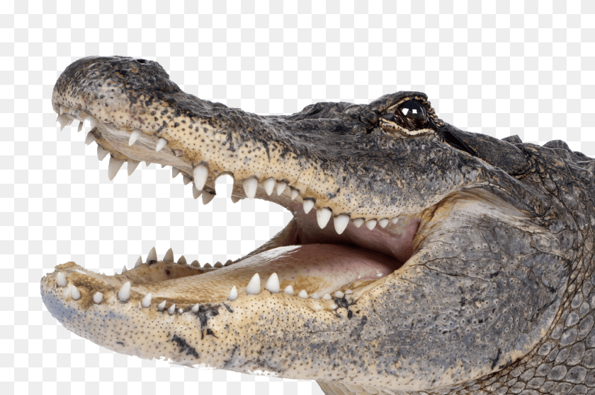 1500x998 Crocodile Download Alligator, Animal, Reptile, Fish, Sea Life Transparent PNG