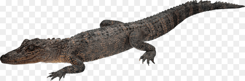 Crocodile Walking, Animal, Lizard, Reptile Clipart PNG