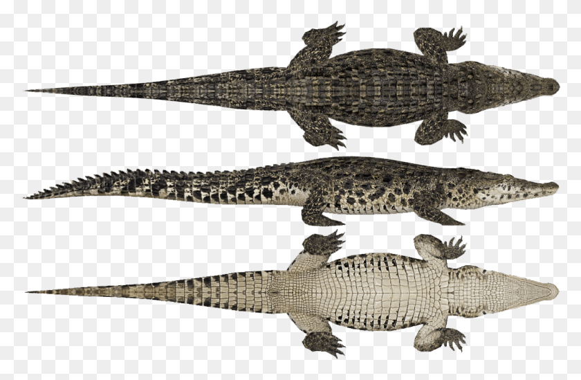 1107x695 Crocodylia Cola De Cocodrilo, Crocodile, Reptile, Animal HD PNG Download