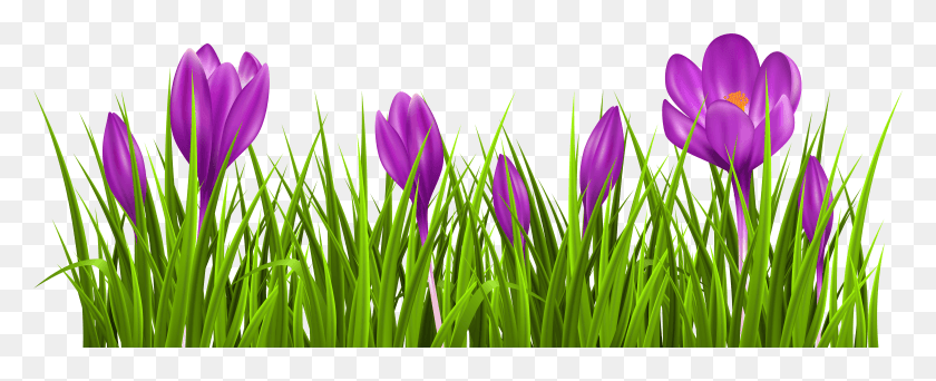 7001x2539 Crocus HD PNG Download