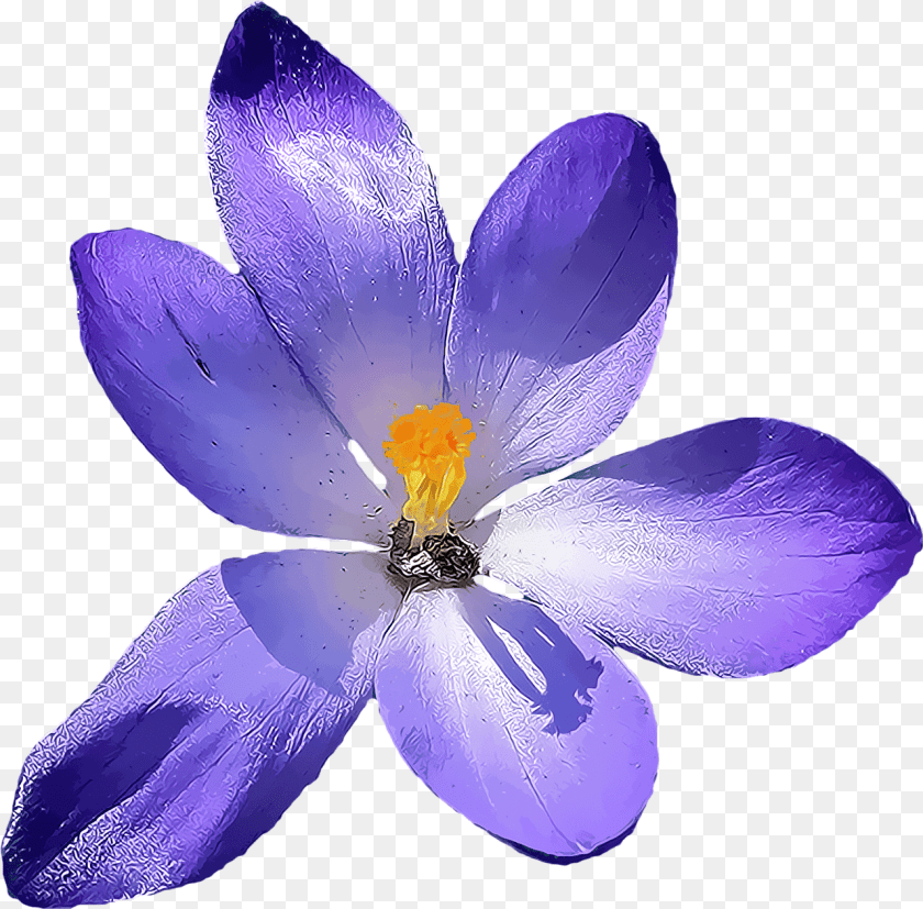 Crocus, Anther, Flower, Petal, Plant Transparent PNG