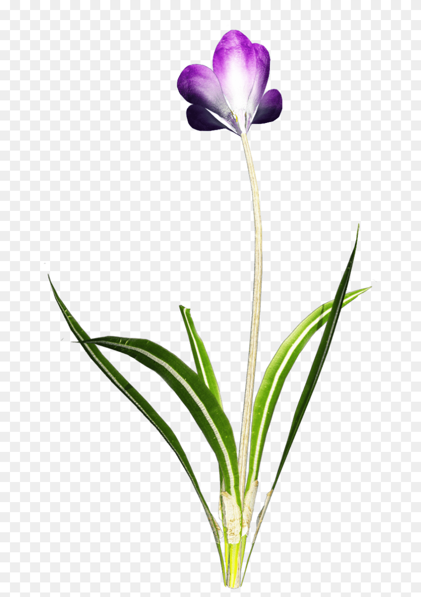 847x1199 Crocus Clipart, Flower, Petal, Plant, Geranium Transparent PNG