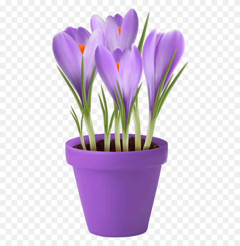 476x800 Crocus Clipart Cute Flower Garden Purple Flower Pot, Plant, Blossom, Iris HD PNG Download