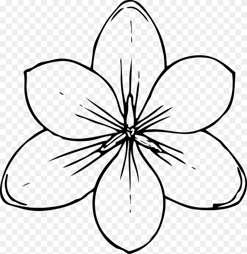 Crocus Flower Top View Flower Top View Drawing, Plant, Art, Stencil PNG