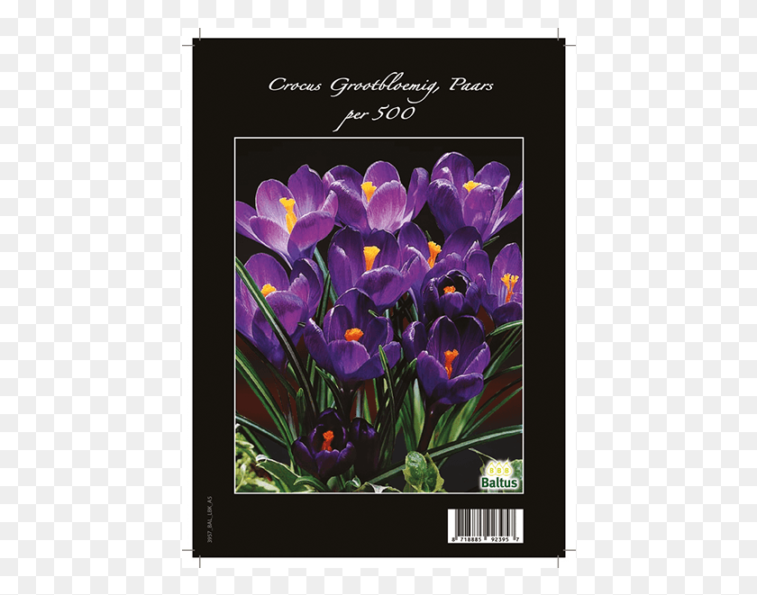 438x601 Crocus Grootbloemig Paars Per 500 Spring Crocus, Plant, Flower, Blossom HD PNG Download