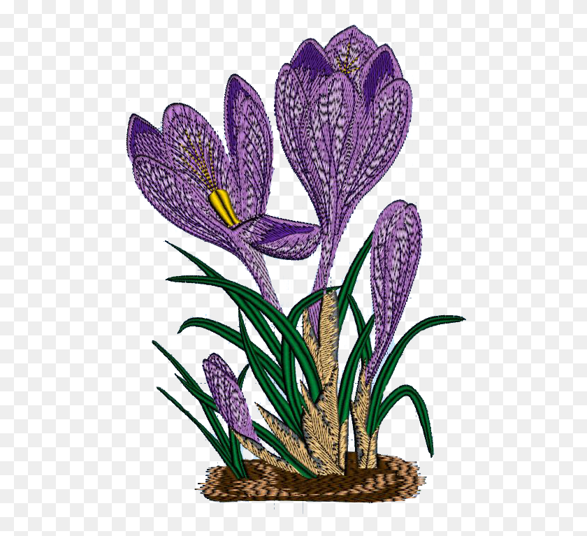 504x707 Azafrán Png / Azafrán De Primavera, Iris, Flor, Planta Hd Png