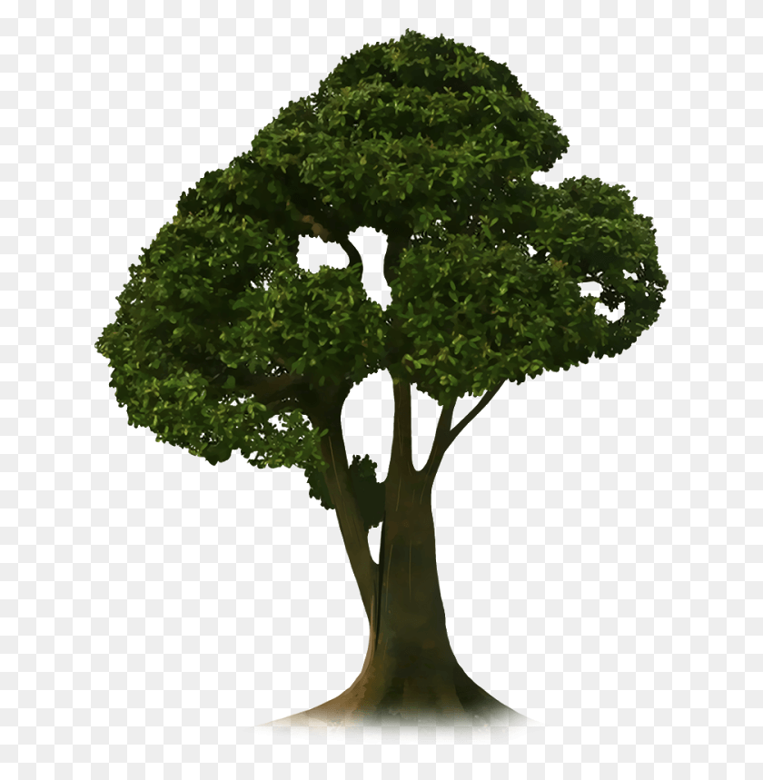 633x799 Урожайное Дерево Picsart Tree, Plant, Vegetation, Vegetable Hd Png Download