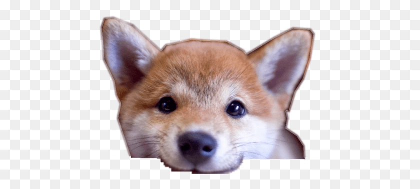 447x319 Cropped Shiba Ivory, Dog, Pet, Canine HD PNG Download