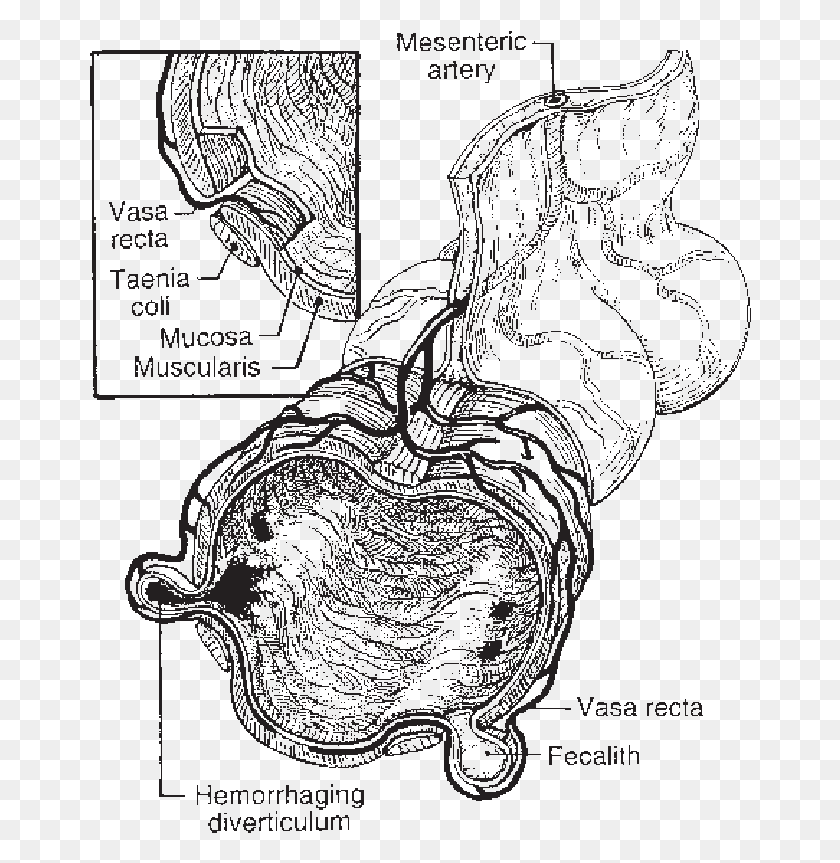 667x803 Cross Section Of Colon Sketch, Plant, Animal, Diagram HD PNG Download