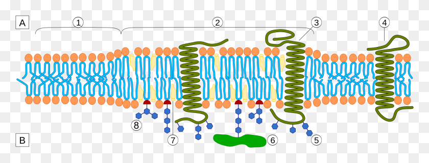 1985x660 Cross Section Of The Plasma Membrane, Graphics, Text HD PNG Download