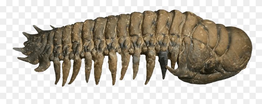 2026x719 Crotalocephalus Trilobite Insect, Fossil, Fungus, Hook HD PNG Download