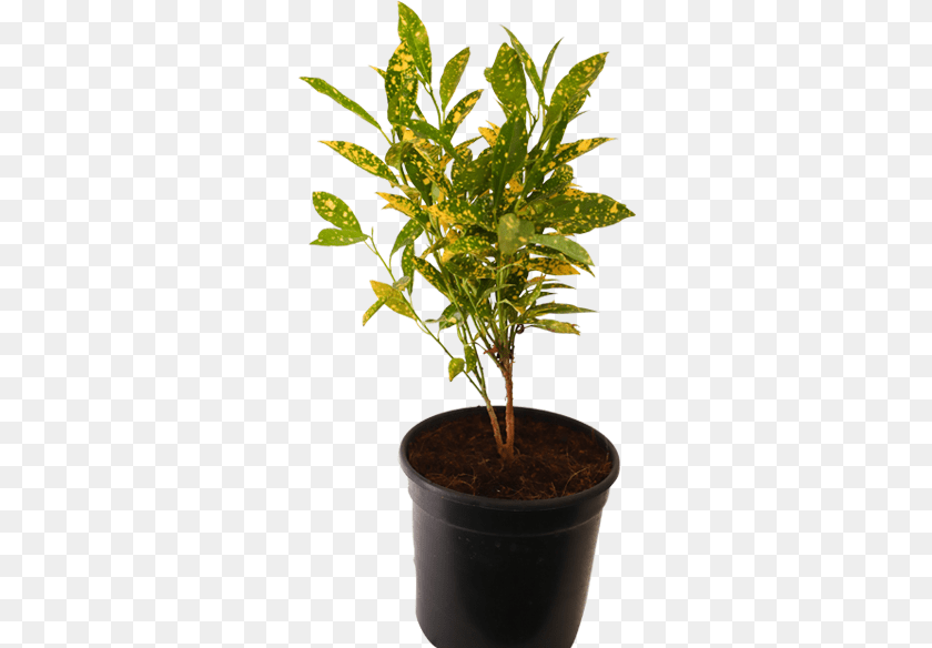 305x584 Croton Gold Dust Gold Dust Croton Tall Stem, Herbal, Herbs, Leaf, Plant Sticker PNG