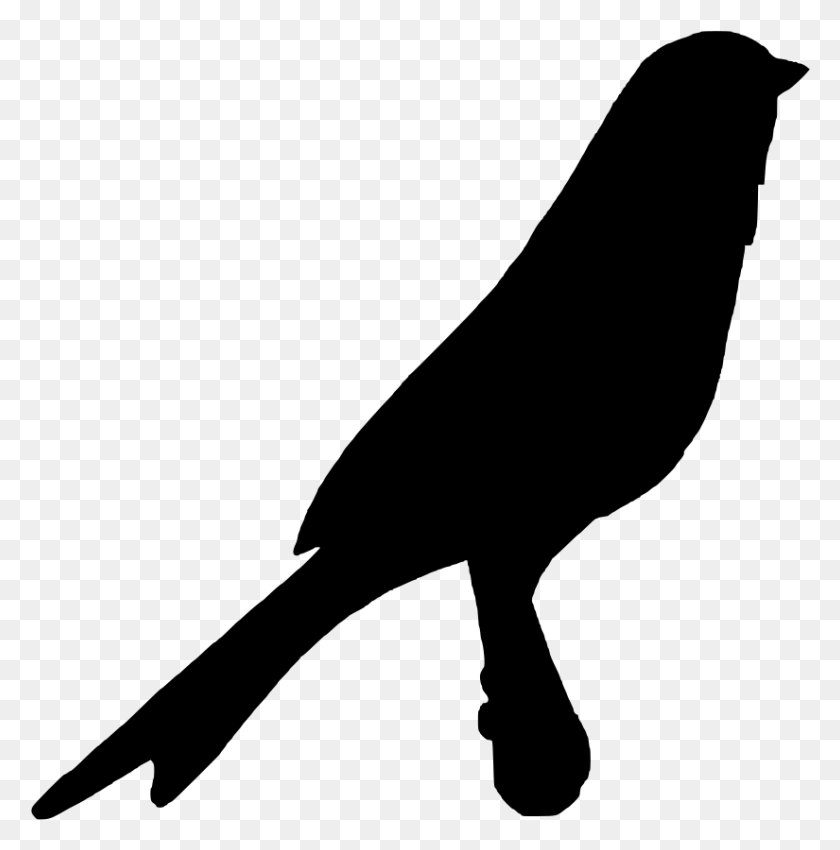 825x836 Crow, Gray, World Of Warcraft HD PNG Download