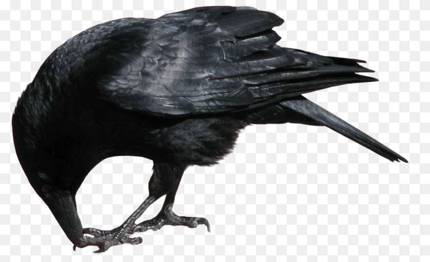 1144x698 Crow, Animal, Bird Sticker PNG
