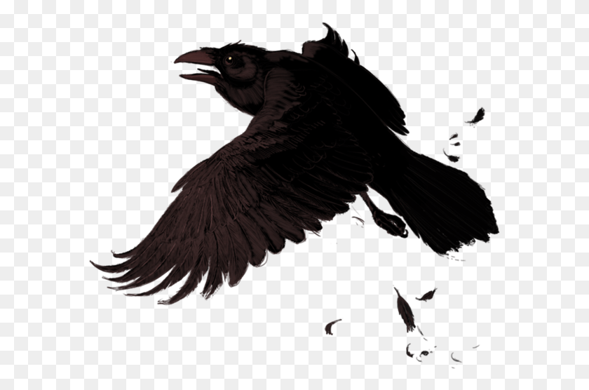 587x496 Crow Bird Birds Animals Animal Feather Flybadluck Portable Network Graphics, Vulture, Eagle, Condor HD PNG Download