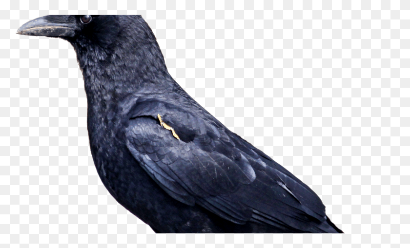1096x631 Crow Birds, Bird, Animal, Blackbird HD PNG Download