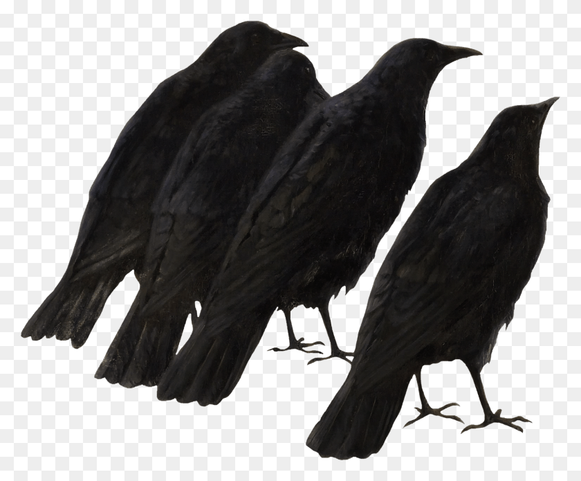1600x1303 Crow Clipart Black Australian Raven, Bird, Animal, Blackbird HD PNG Download
