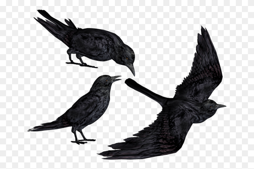 661x502 Crow Clipart Black Crows, Bird, Animal, Blackbird HD PNG Download