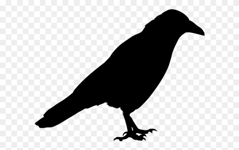 600x468 Crow Clipart Jackdaw Bluebird Silhouette, Bird, Animal HD PNG Download