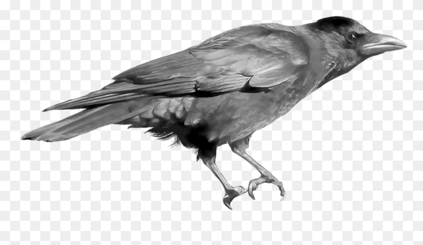 871x478 Crow Drawing Undead Crow Drawings, Bird, Animal, Seagull HD PNG Download