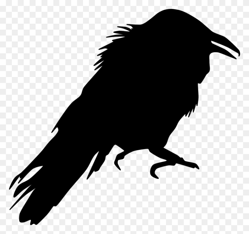 801x750 Crow Family Silhouette Common Raven Drawing Silhouette Of A Raven, Nature, Outdoors, Outer Space HD PNG Download
