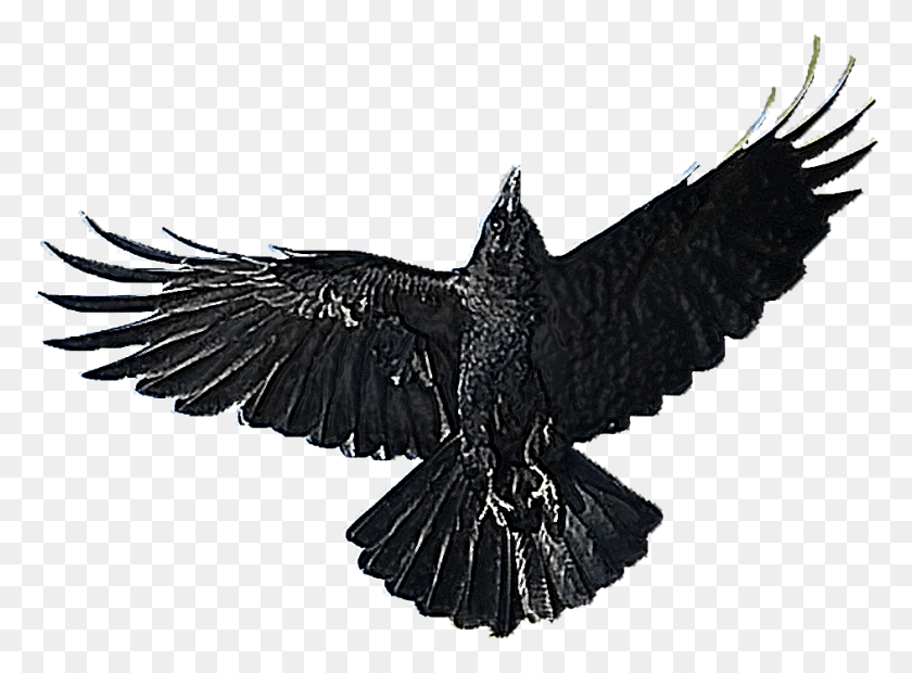 943x678 Crow Free Transparent Background Images Free, Bird, Animal, Blackbird HD PNG Download