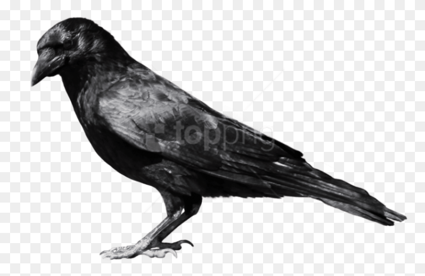 816x508 Crow From Side Images Background Crow, Bird, Animal HD PNG Download