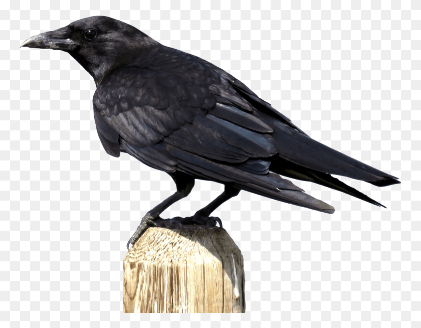 763x594 Ворона Изображения Фона Ворона, Птица, Животное, Черный Дрозд Png Скачать