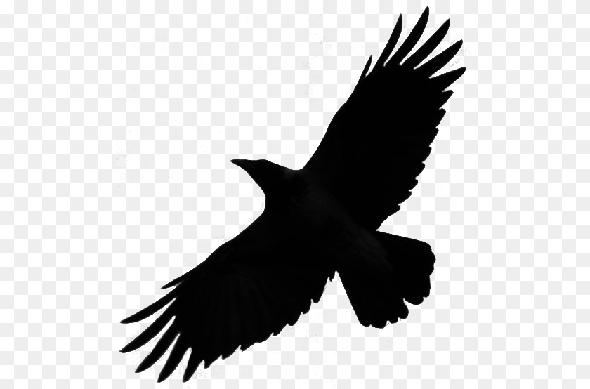 511x554 Crow Raven Bird Silhouette Fly By Redrisingwolf Thunderbird Sighting 2018, Animal Clipart PNG