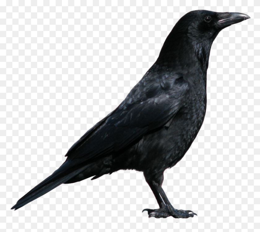 980x867 Crow Russell Crowe As A Crow, Bird, Animal, Blackbird HD PNG Download