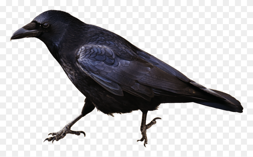 954x565 Crow Silhouette Transparent Background, Bird, Animal, Blackbird HD PNG Download