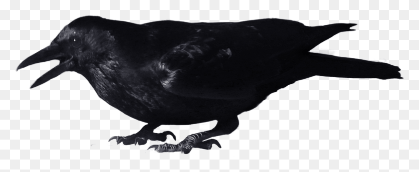 1282x469 Crow Transparent File Crow With No Background, Bird, Animal, Blackbird HD PNG Download