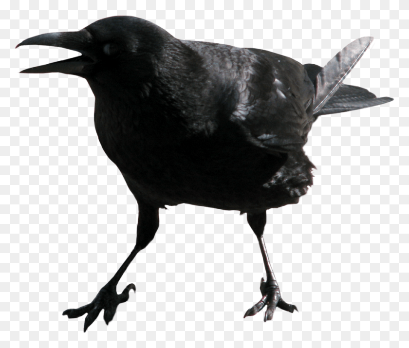 910x765 Crow Transparent Image Screaming Crow, Bird, Animal, Blackbird HD PNG Download
