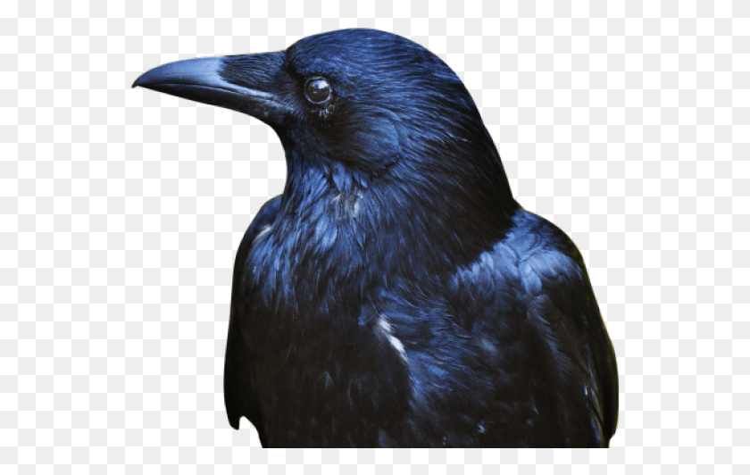 550x472 Crow Transparent Images Crow Free, Bird, Animal, Blackbird HD PNG Download
