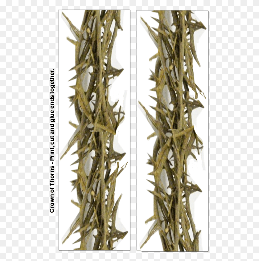 519x787 Crown Of Thorns A, Antler, Wood, Driftwood HD PNG Download
