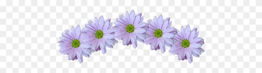 474x176 Crown Sticker African Daisy, Plant, Flower, Daisies HD PNG Download