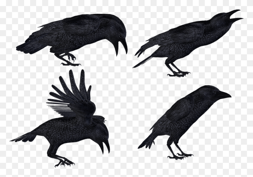 977x661 Crows 2 Stock By, Bird, Animal HD PNG Download